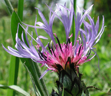 Centaurea
