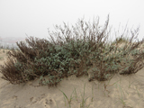 Costa atl�ntica