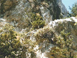 Creta